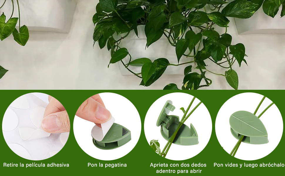 Clips de eneldo verde